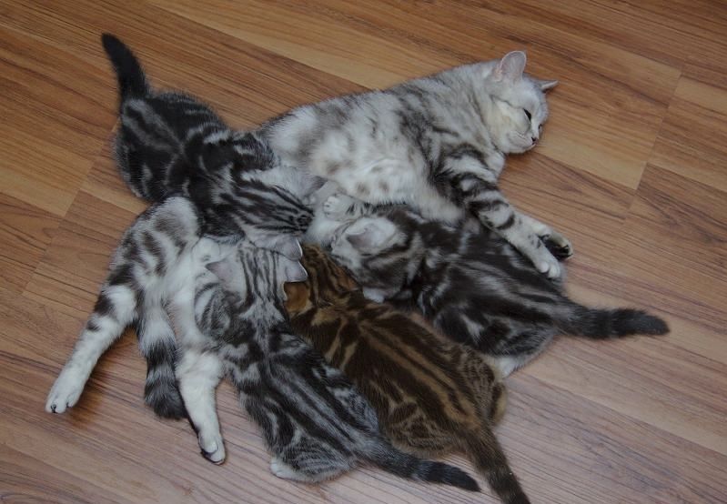 Шотланские котята