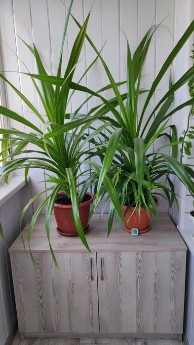 Панданус,комнатный цветок
