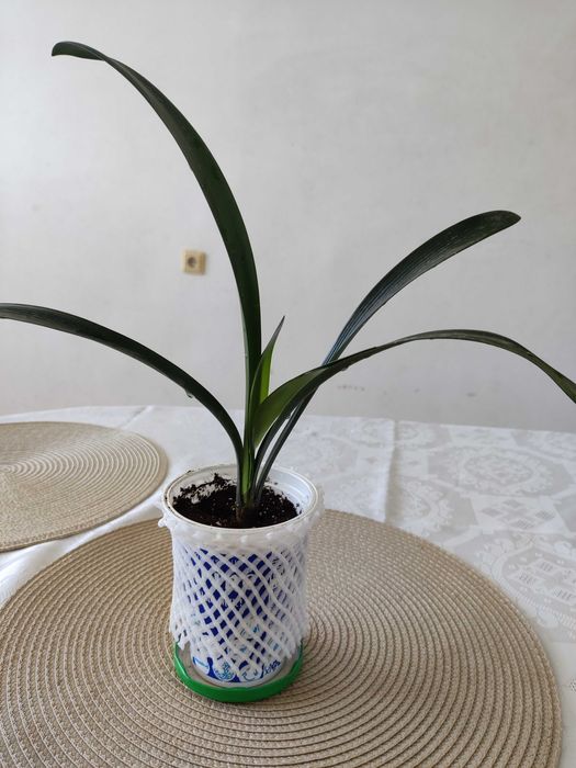 Цъфтящо цвете Кливия