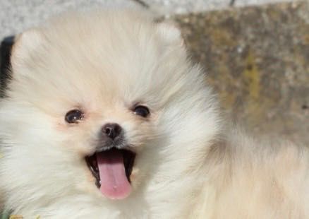 Померани женски и мъжки