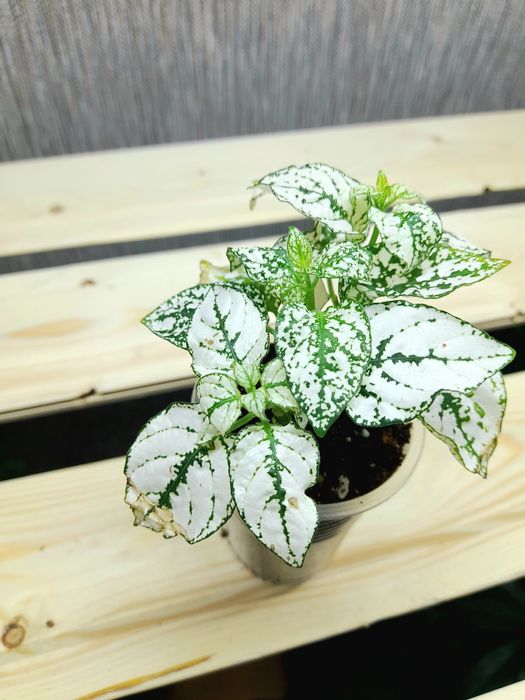 Гузмания Кодиум Мамми