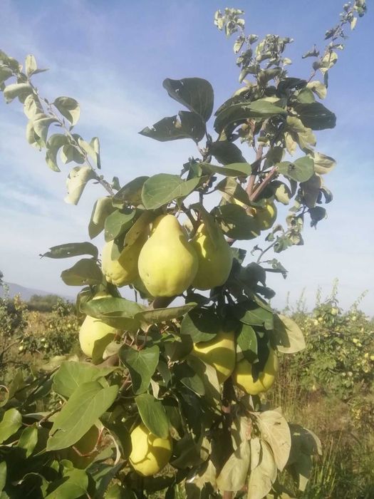 Продавам български дюли