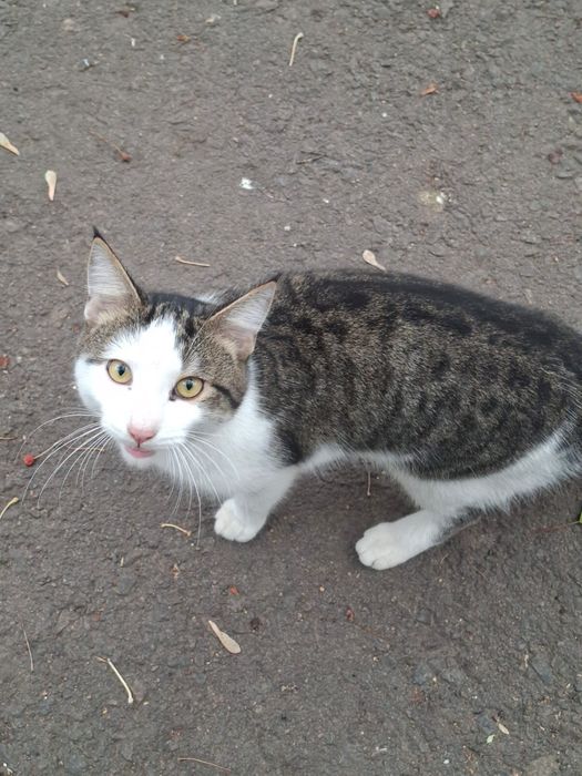 Потерялся кот домашний