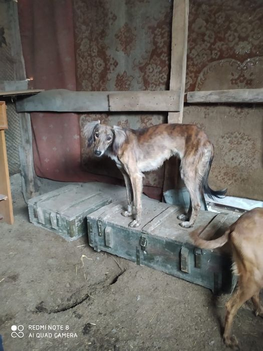 Продам тазы топ .