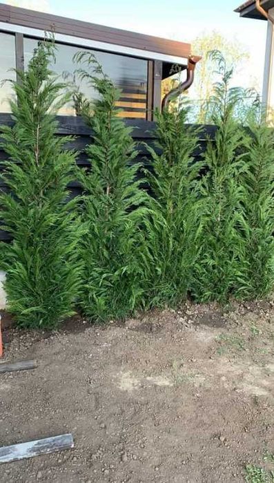 Plante Ornamentale