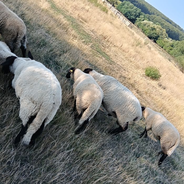 Berbeci suffolk rasa curata