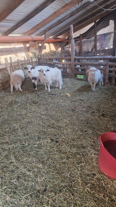 Vand miei pentru  sacrificat