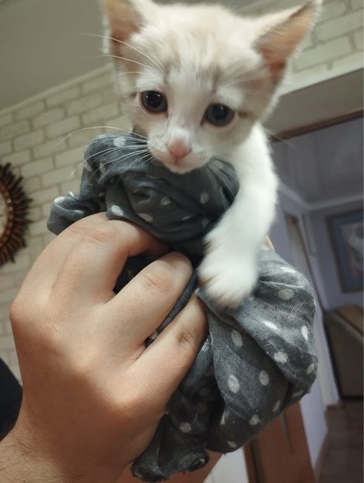 Отдам котенка в добрые руки. Мальчик