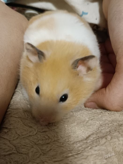 Продам хомяка, девочка