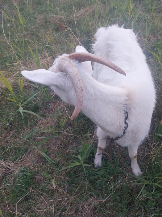 Capra și iada schimb
