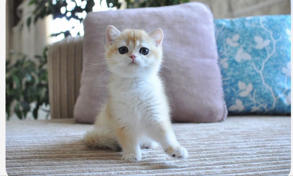 Британские котята