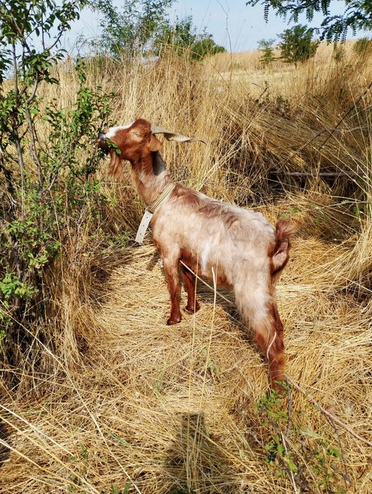 5 бременни кози / Козите