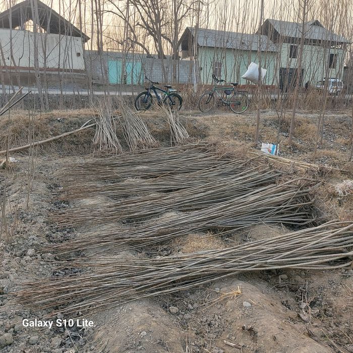 Kaliforniya Ko‘chat va qalamchalari