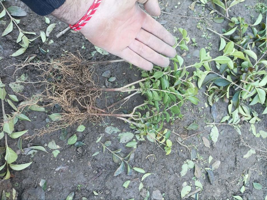 Лигуструм/ Ligustrum