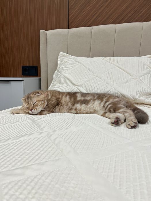 Кошка шотландская