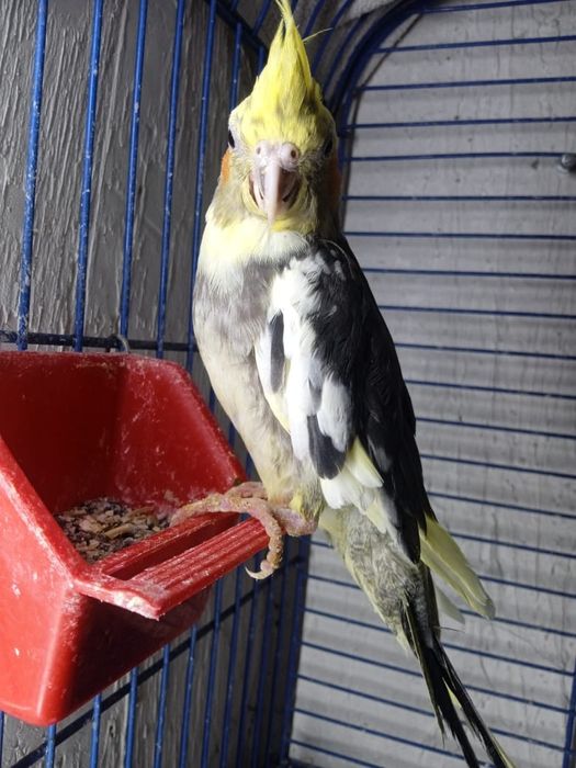 Кореллы попугайчики