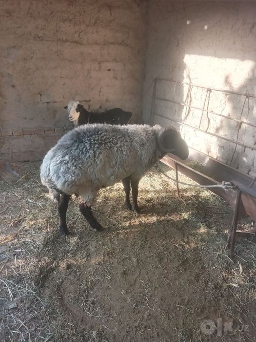 Shishak zotdor jangari qoʻchqor sotiladi