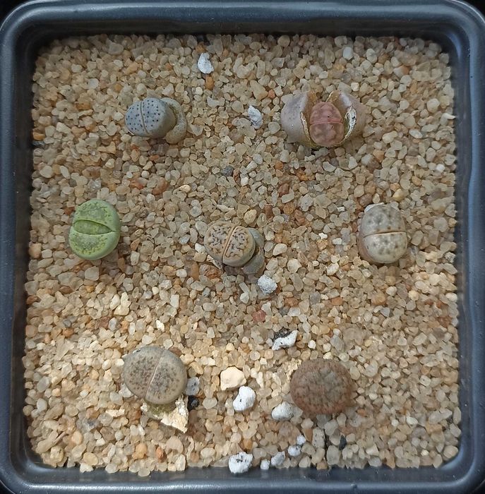 Литопсы-суперсуккуленты