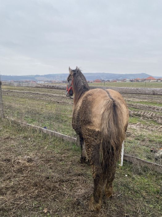 Manz de 1 an de vanzare