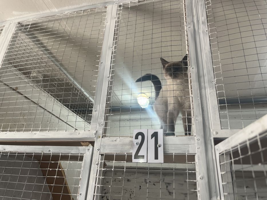 Отдам кошечку в добрые руки