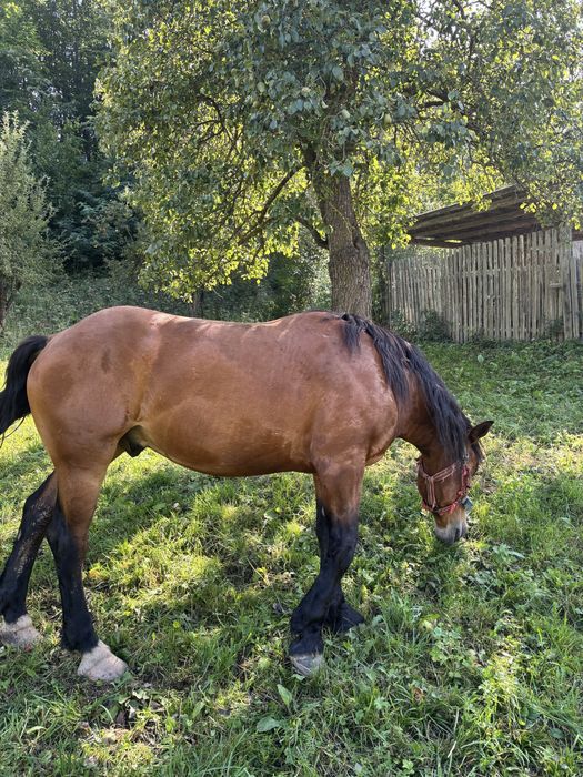 Vand cal, castrat, 4 anii