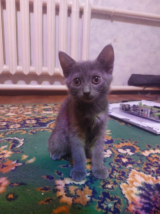 Котенок девочка, отдам в добрые руки.