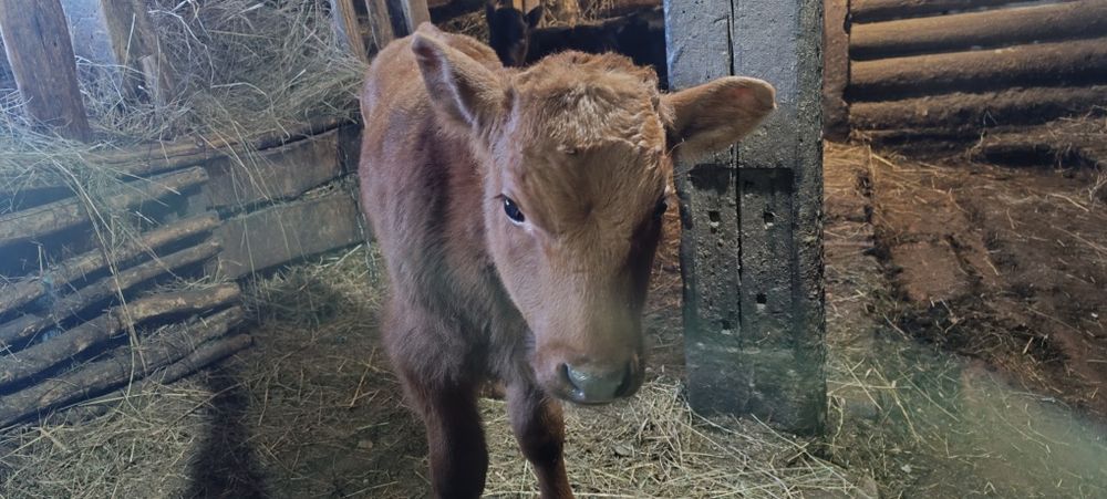 Телята, двух месячные