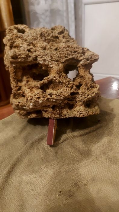 Аквариумное растения