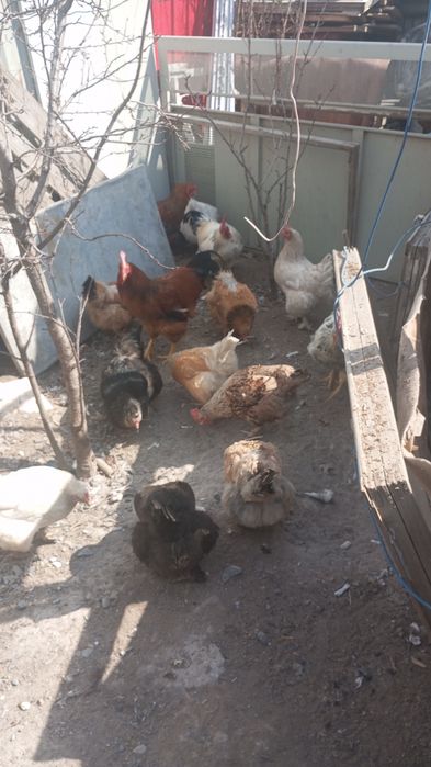 Курочки,петушки молоденькие