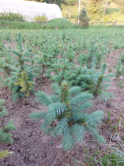 Pachet 50 bucati puieti molid albastru-Picea pungens Glauca Super Blue