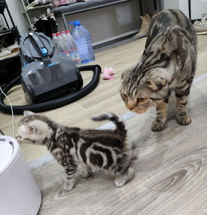 Шотландские котята