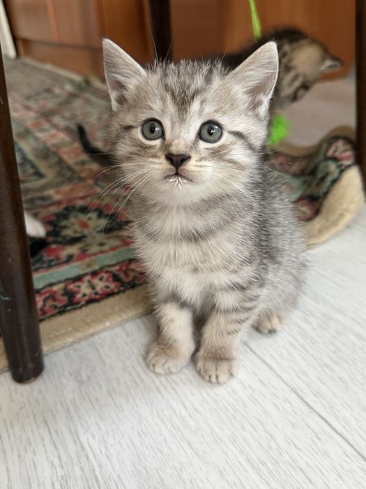 Продам шотландских котят