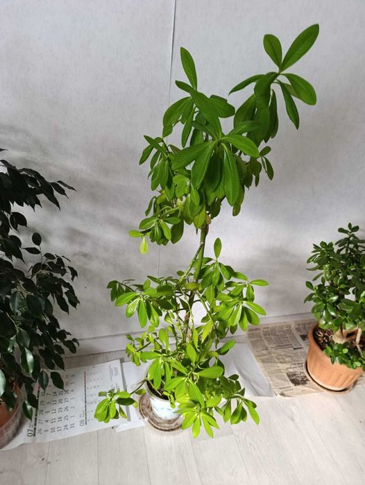 Цветы разного вида