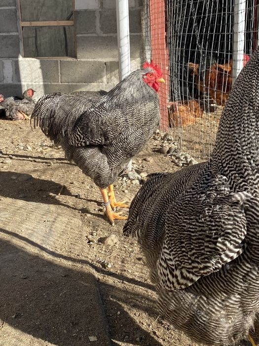 Oua incubat Plymouth Rock Barat