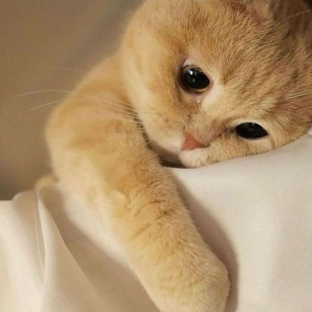 Вязка Британский вислоухий кот