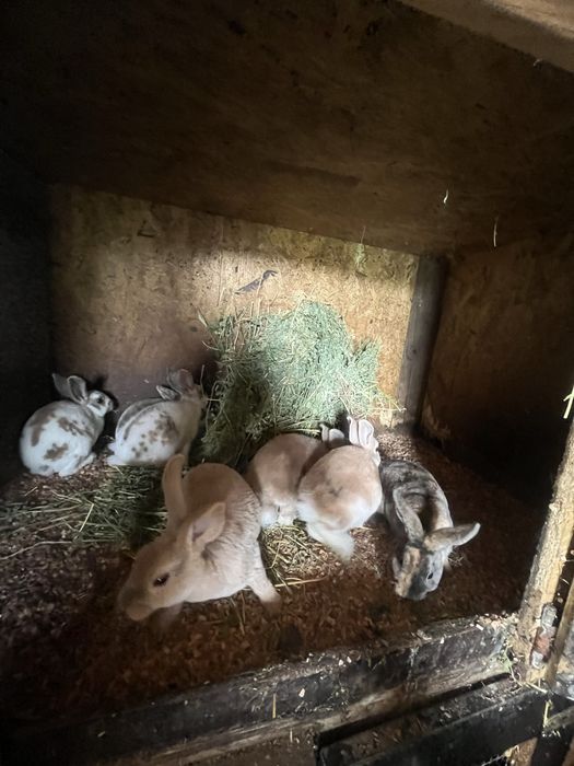 Disponibili iepuri Rex pitic și Holland Lop ( berbec pitic)