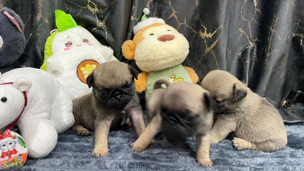 Очаровательные щенки мопса.