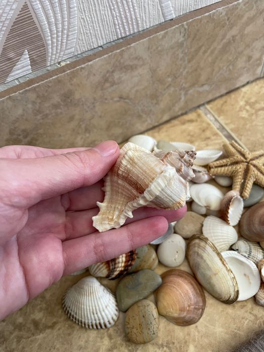 Colecție pietre speciale/ scoici/ stea de mare