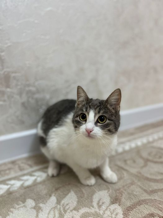 В добрые руки двух кошек