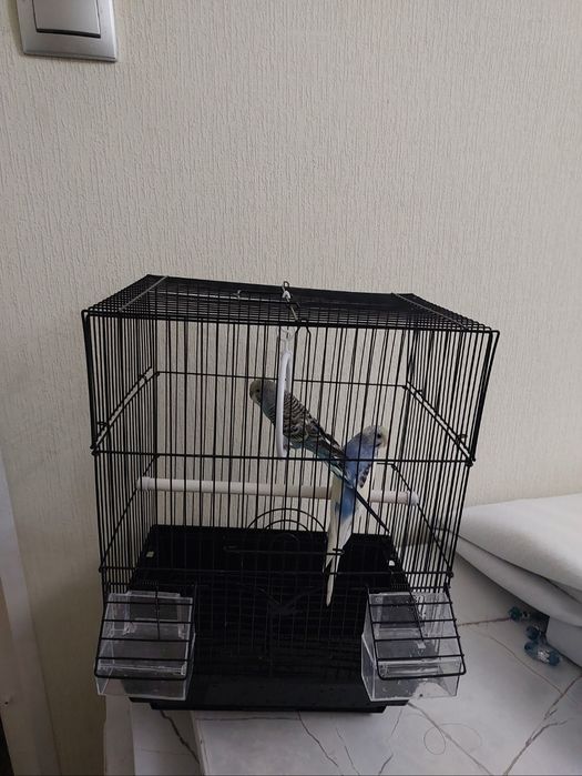 Попугайчики клетка корм минералы