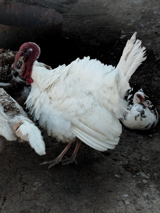Продам индюка молодого