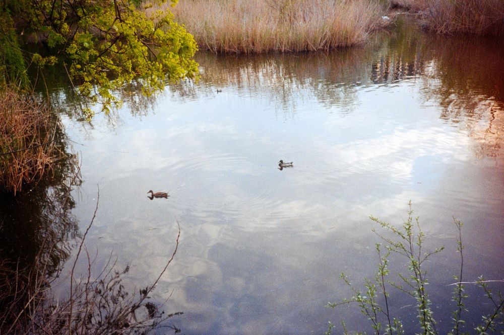 Olympus af-1  ( nu canon nikon yashica minolta rollei )