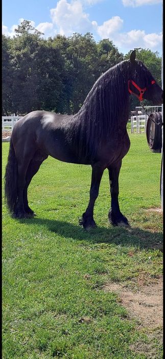 Disponibila Manza Friziana