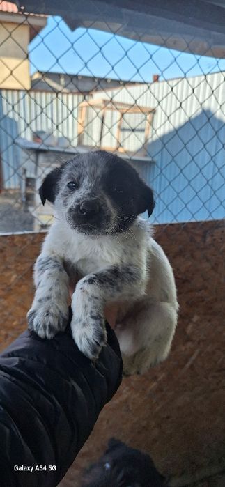 В добрые руки  Щенок 2 месяца