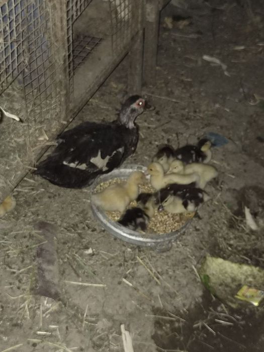 Indautka 11 ta jo'jalari bor 1 oylik bo'ldi sog'lom