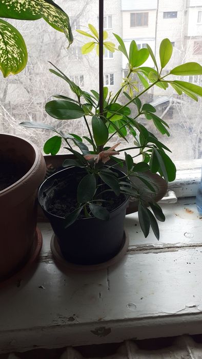 Продам срочно от 1000