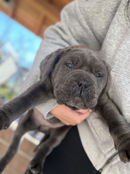 Кане корсо бебета