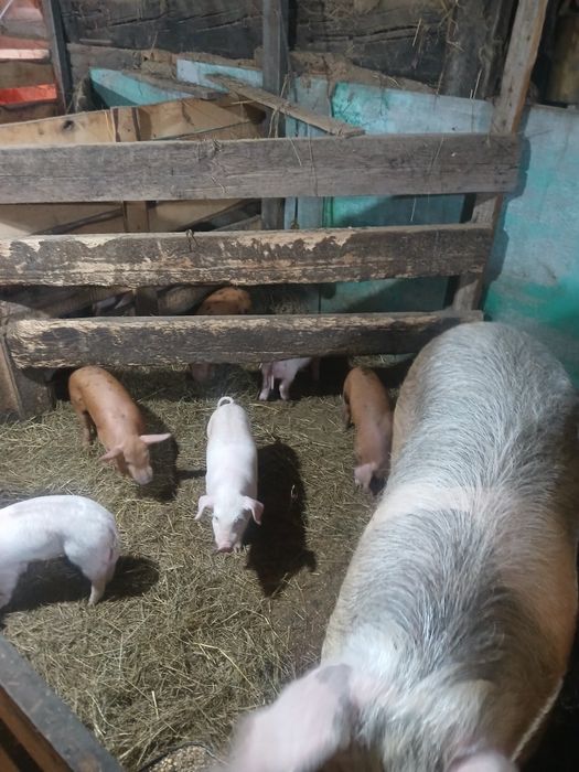 Продам поросят  1 месяц