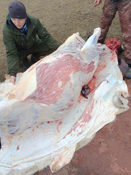 Продам мясо говядина