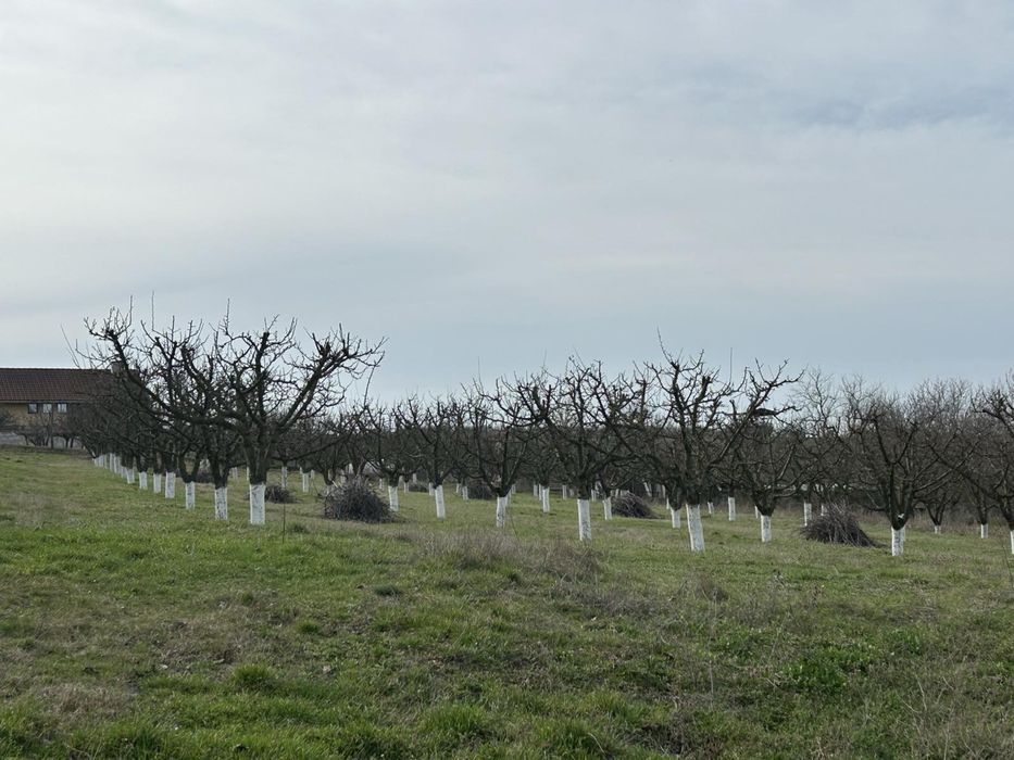 Продава се сливова градина в с. Йорданово